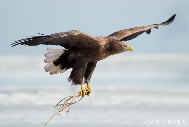 ng28-祁连雷霆队鏖战云贵金雕队,电竞大奖赛读秒绝平,转换速度占优。韧性与执行并存(战速220低趴视频)